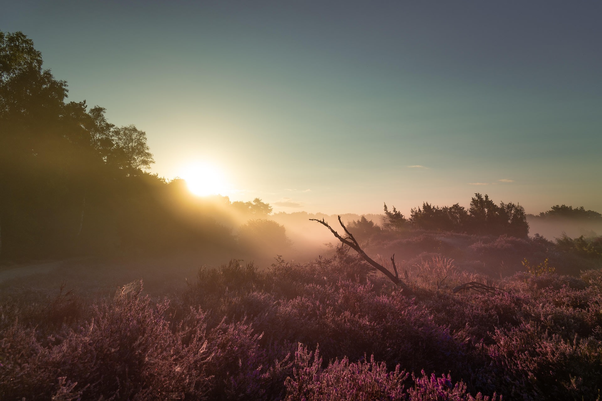 Zonsopgang in het Dwingelderveld