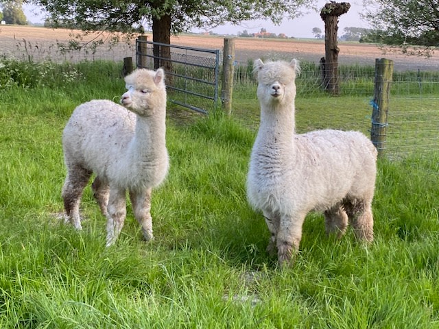 Alpaca en Falabella Ranch