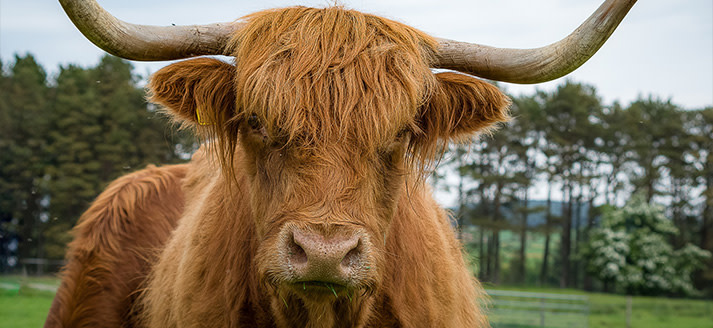 Puttense Hooglanders