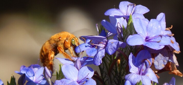 De drie tuinen van de vriesDe drie tuinen van de vries