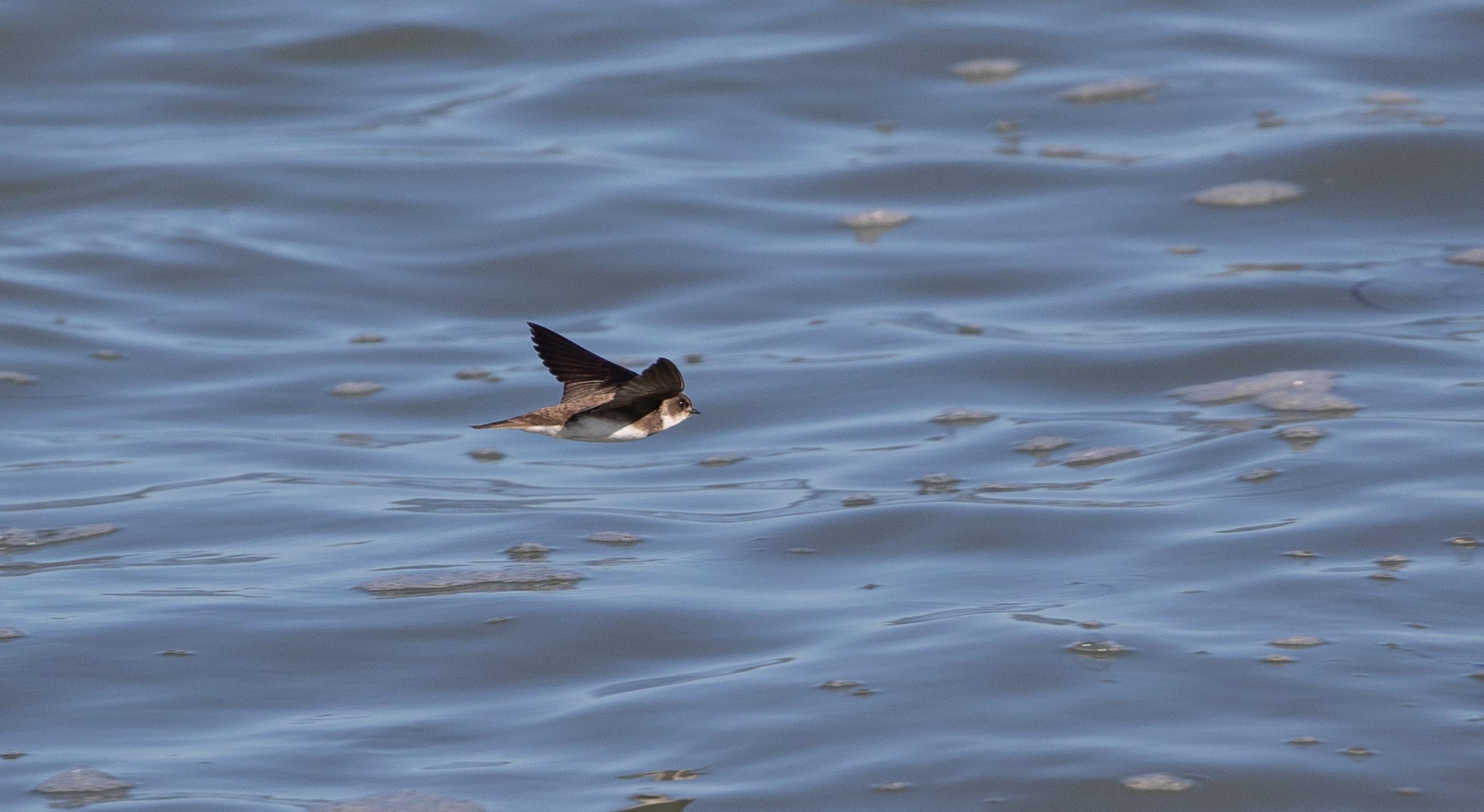 Uitkijktoren over de Oelemars