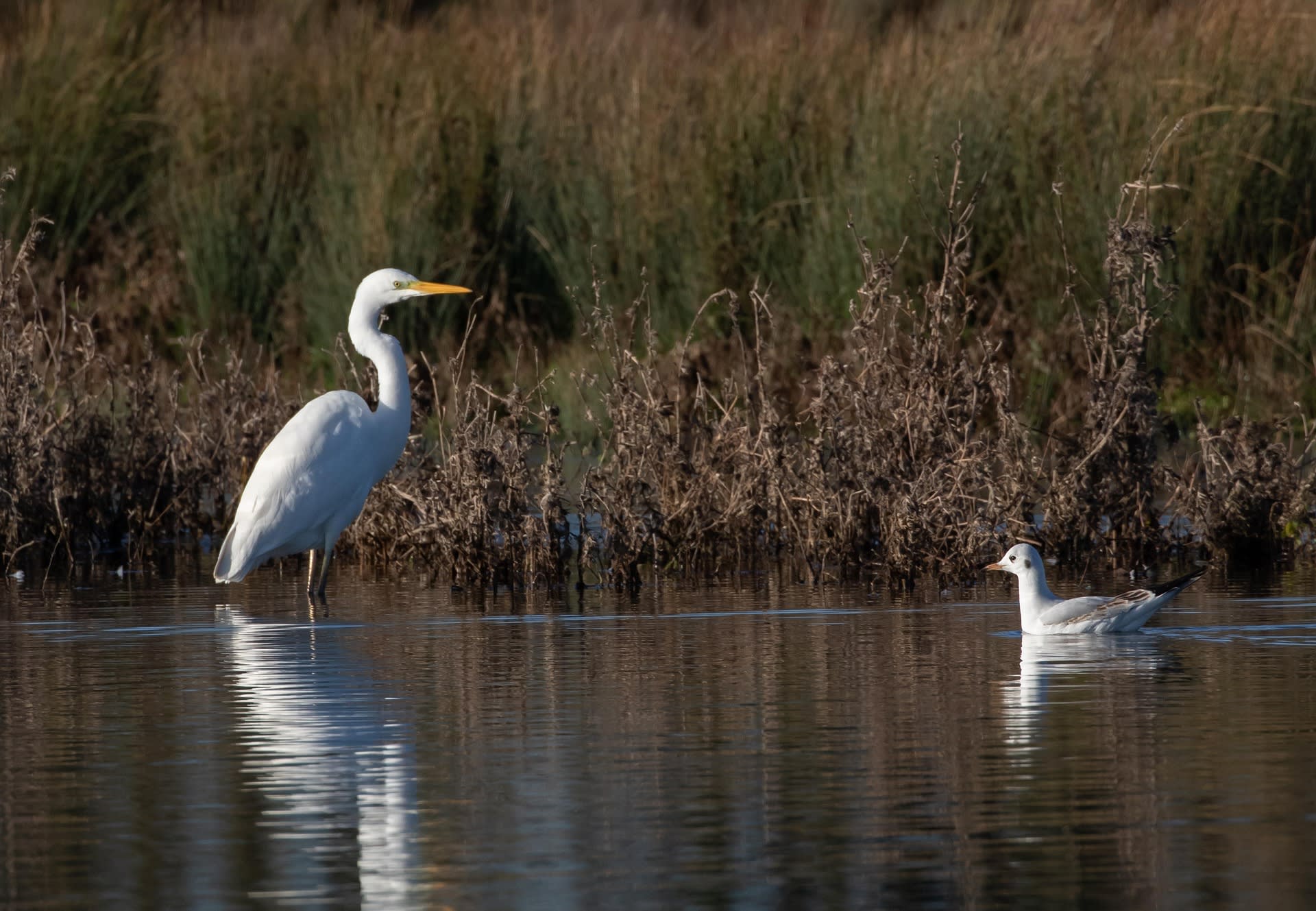 Grote zilverreiger