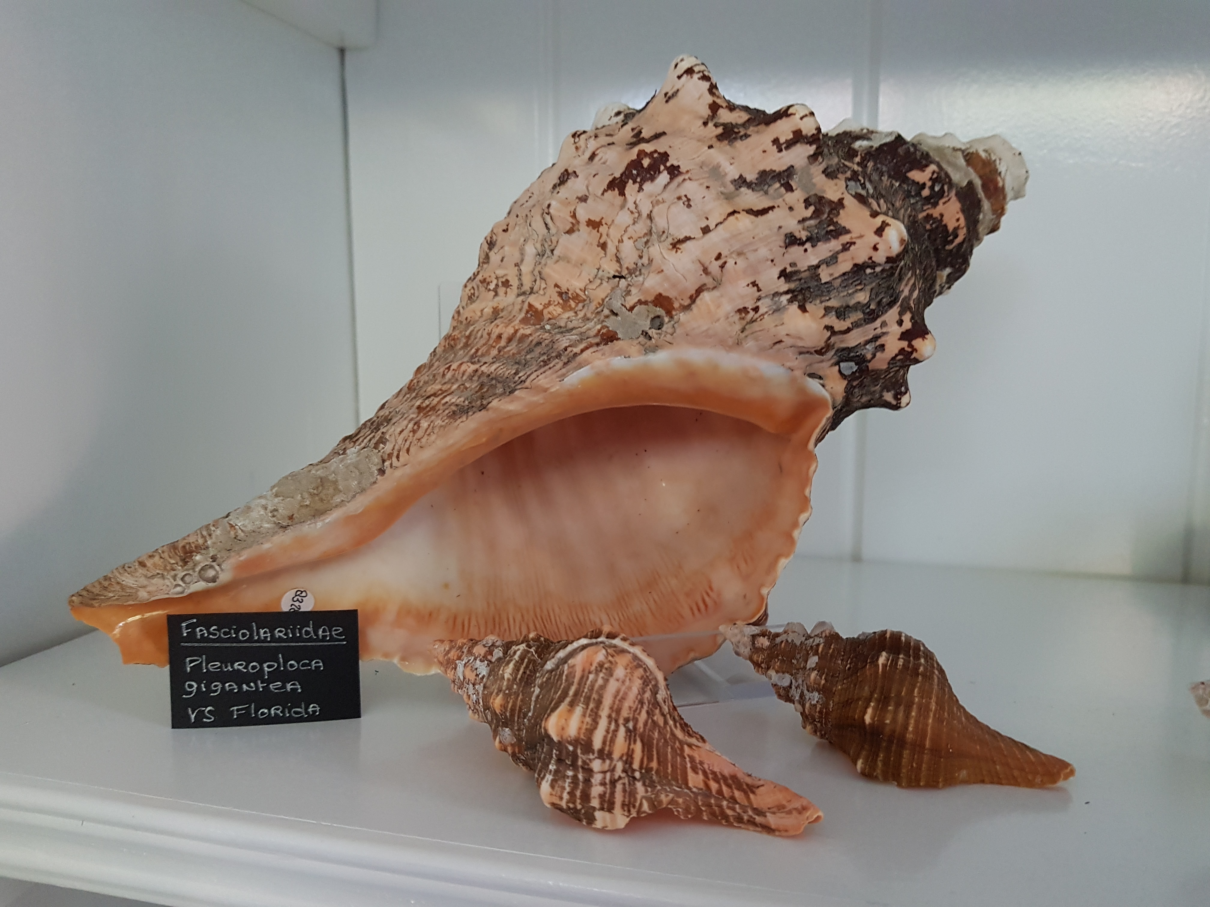 Schelpen uit de V.S.