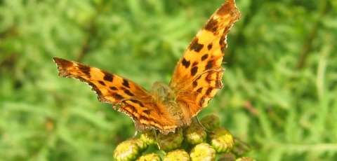 Natuurkampeerterrein 't Scharvelt