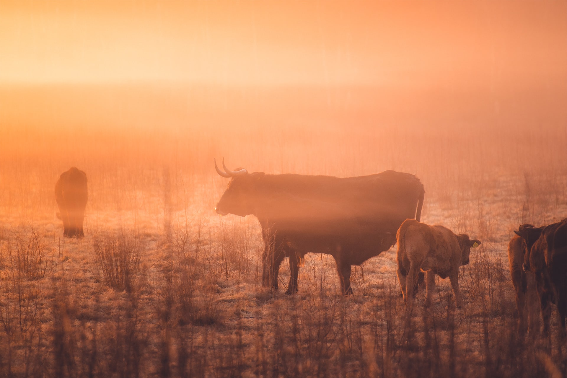 Wildkijkscherm Reemsterveld