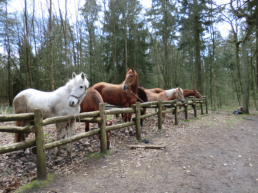 Paarden bij Terras Restaurant Poolshoogte