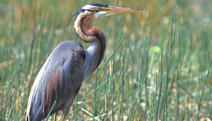 Natuurgebied de Zouweboezem