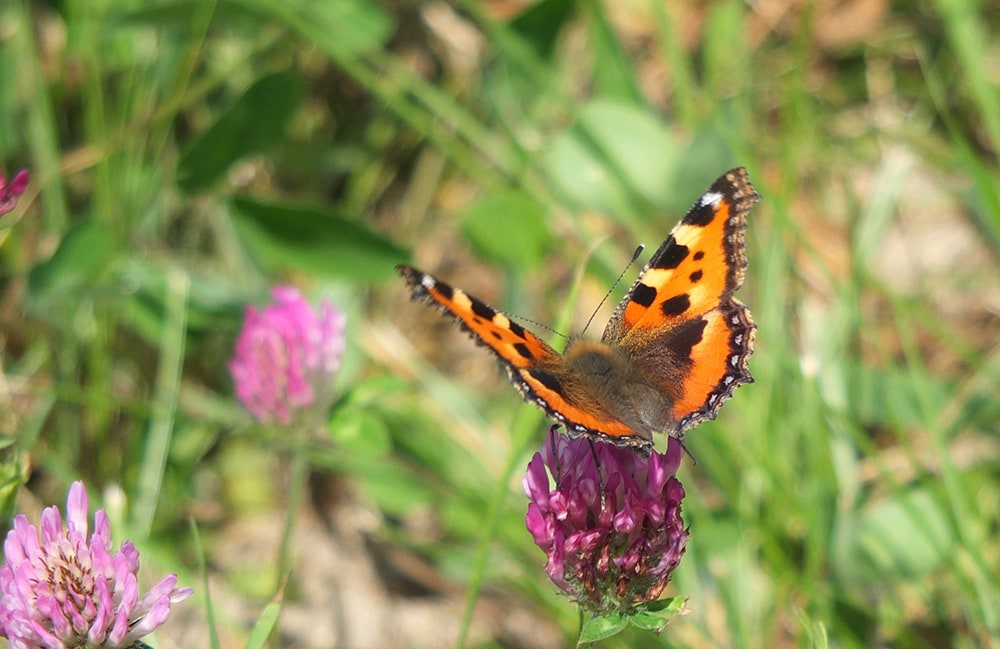 Nature campsite the Rhanerveld