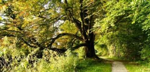 Campingplatz de Vossenburcht