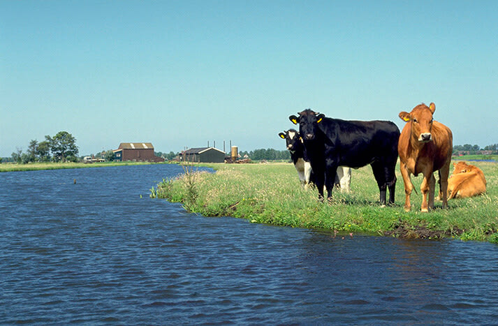 Wormer- en Jisperveld