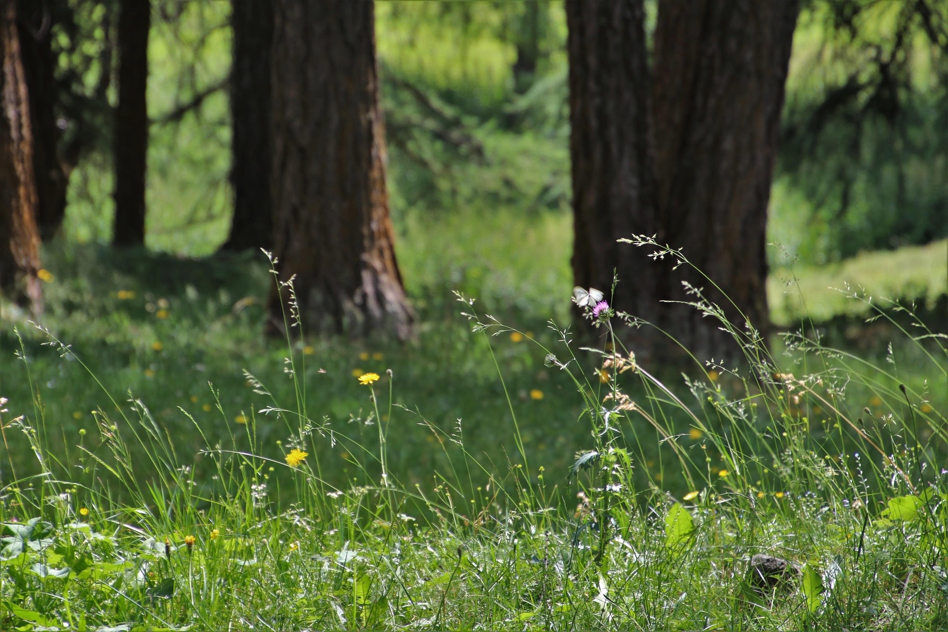 Grafheuvel uit de Bronstijd
