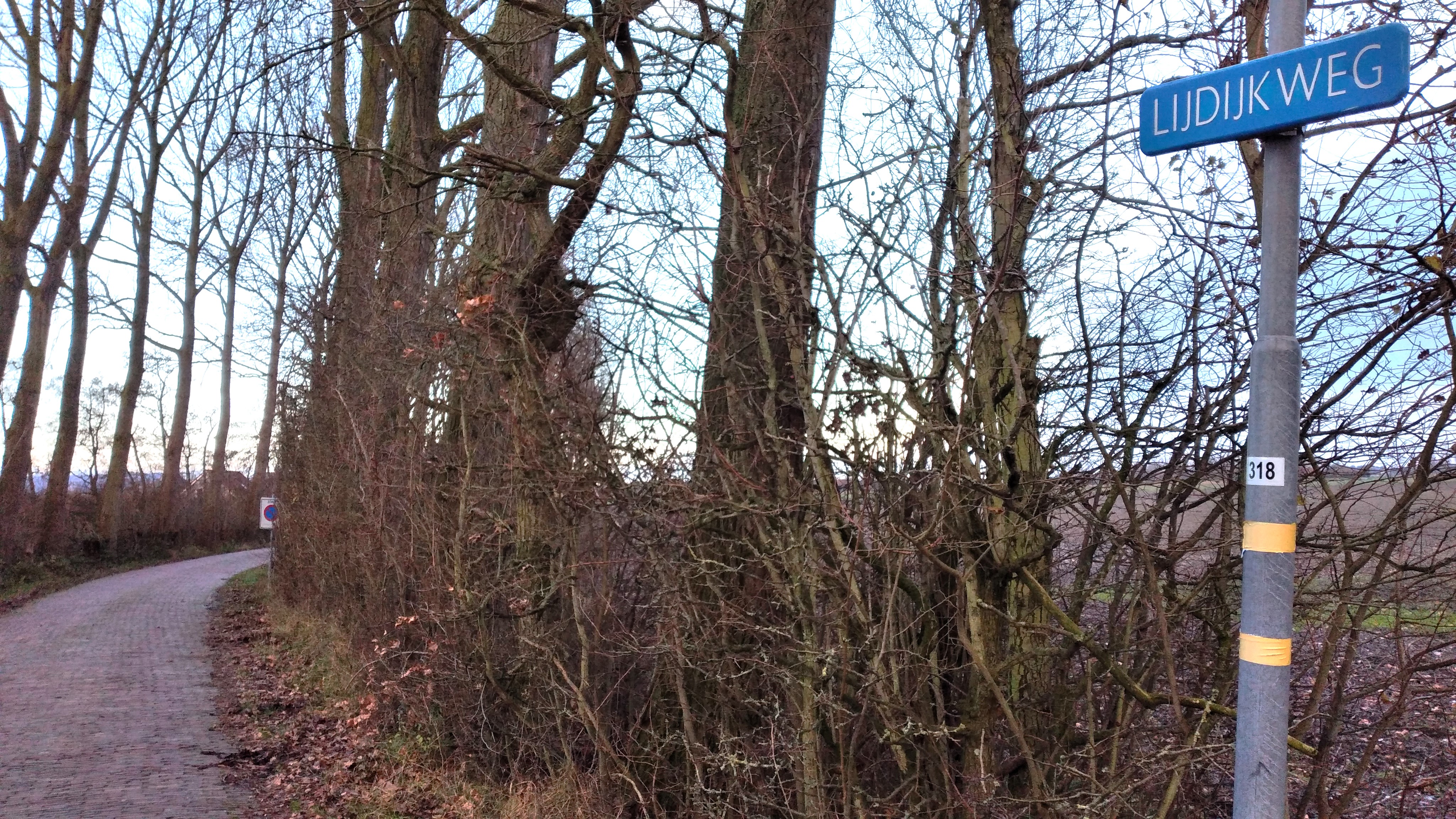 Iepenlaan op de Lijdijkweg