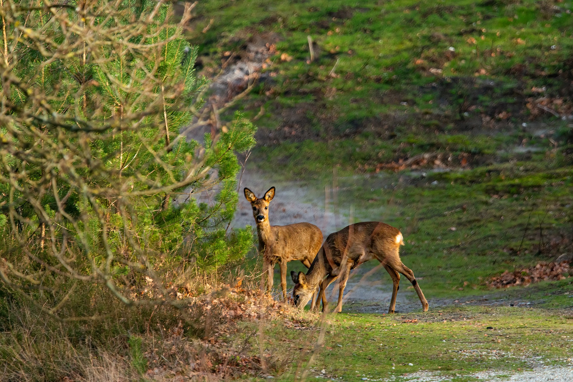 Uitkijkpunt Brunssummerheide