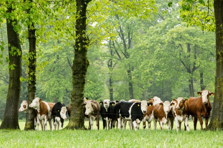 Parkcamping t Ravenest