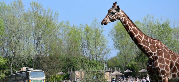 Zooparc Overloon