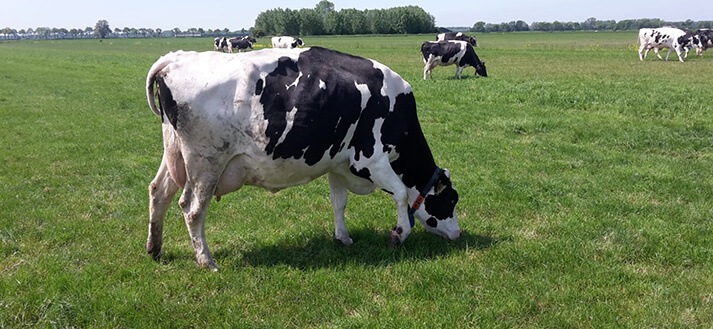 Eigen echte melkkoeien