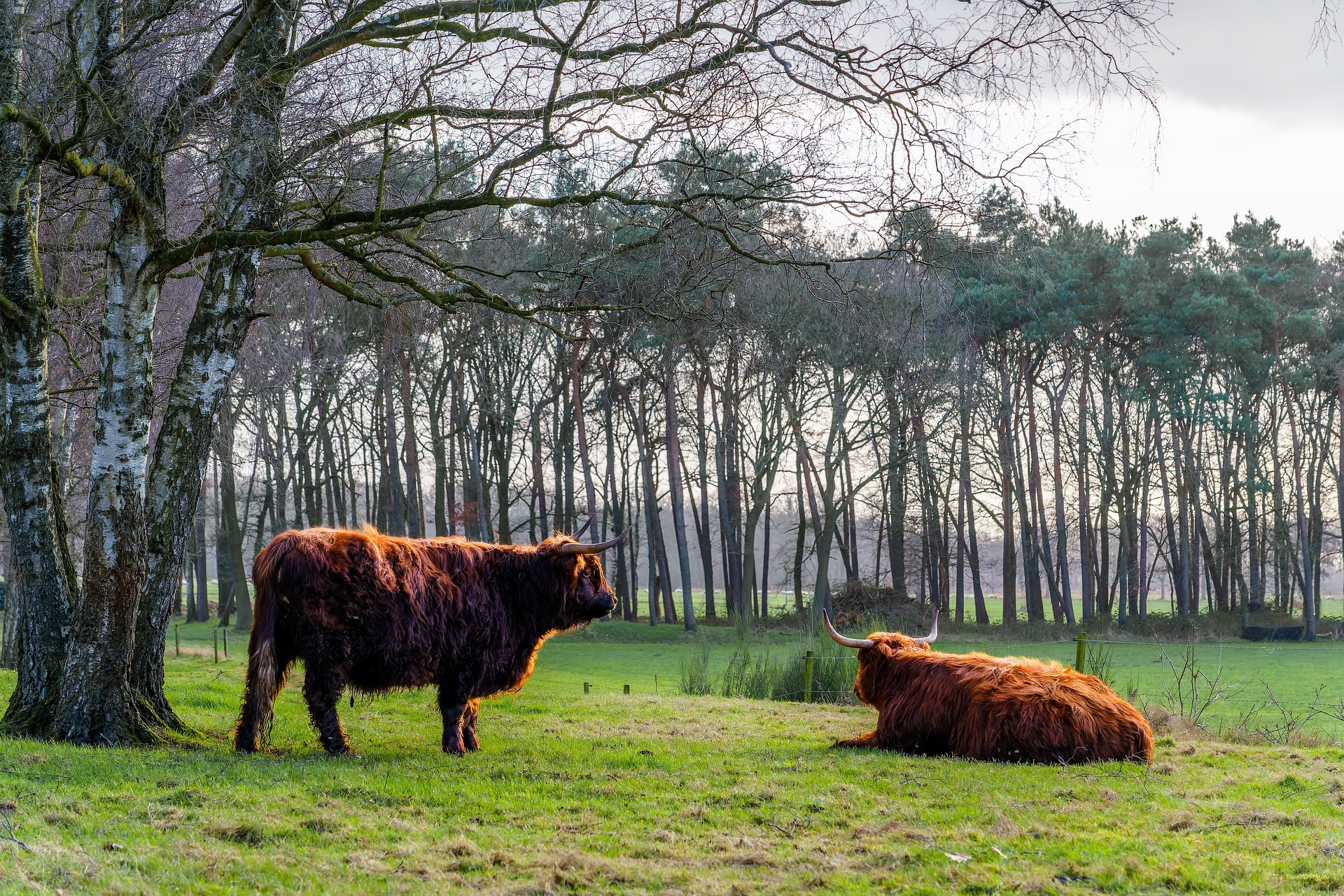 Schotse Hooglanders bij het Ammtsvenn