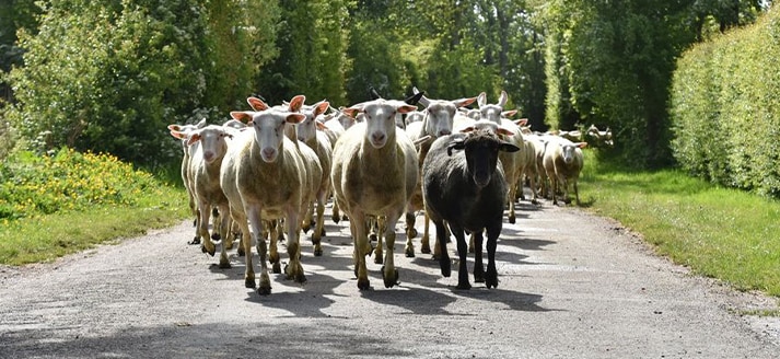 Kudde Zeeuwse melkschapen van Schapenhouderij Breel