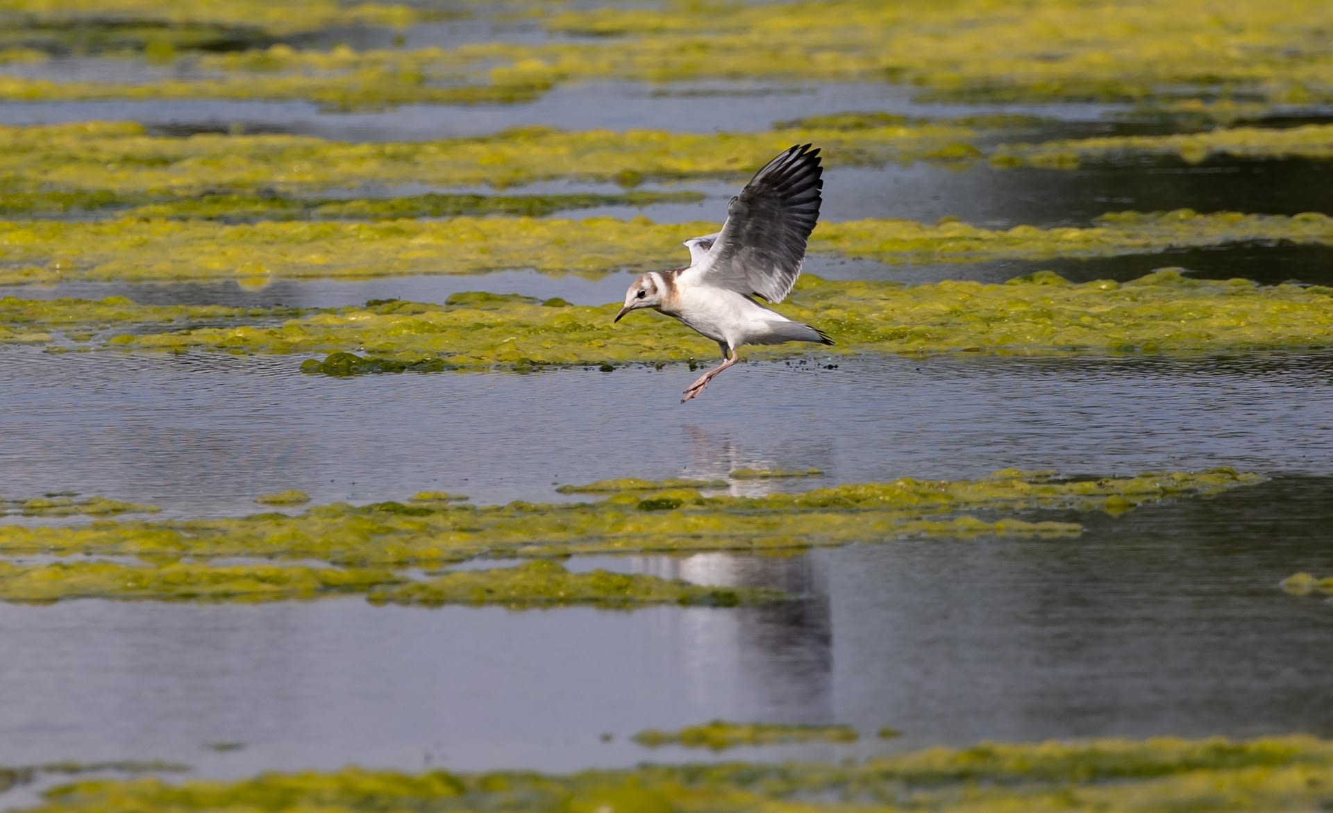 Zwartkopmeeuw in de kreek