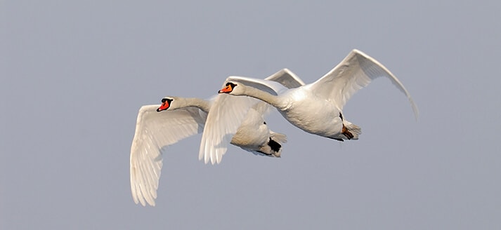 Een waterrijk natuurgebied vol vogels