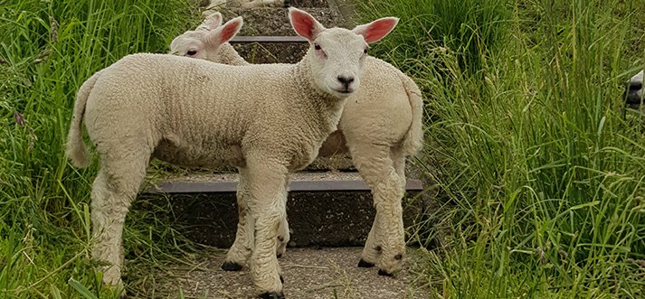 Grasmaaiers op de dijk
