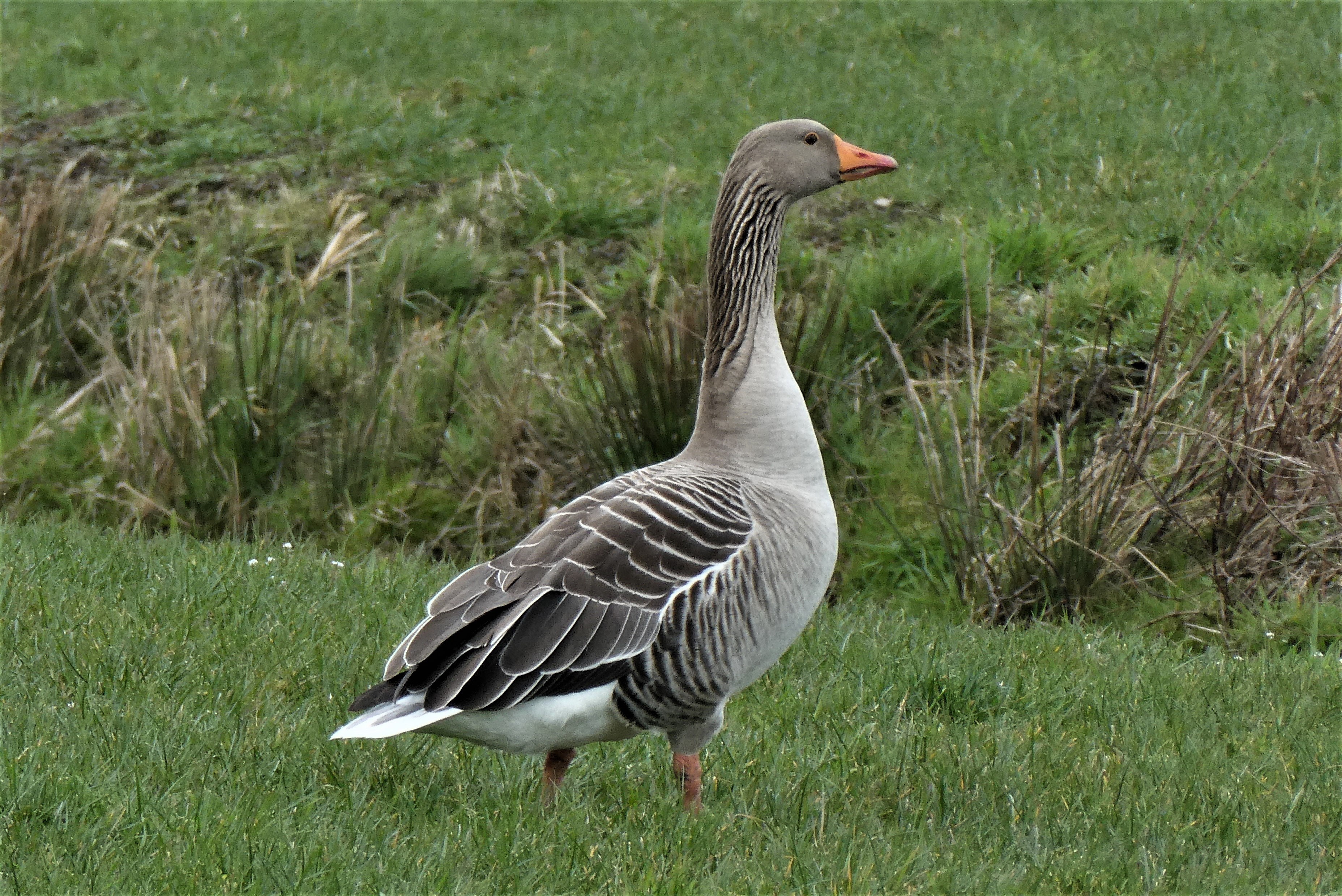 Abtskolk en De Putten | Gans in het gras