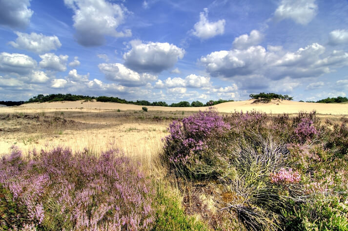 Loonse en Drunense duinen