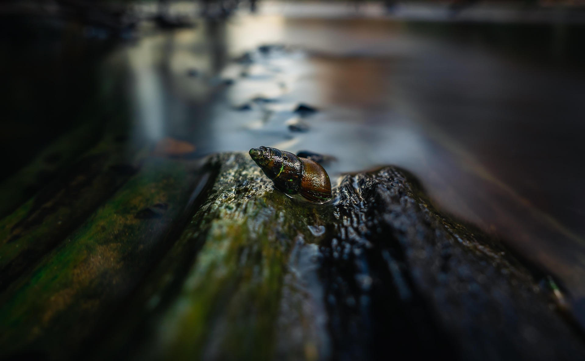 Vistrap Midden-Regge