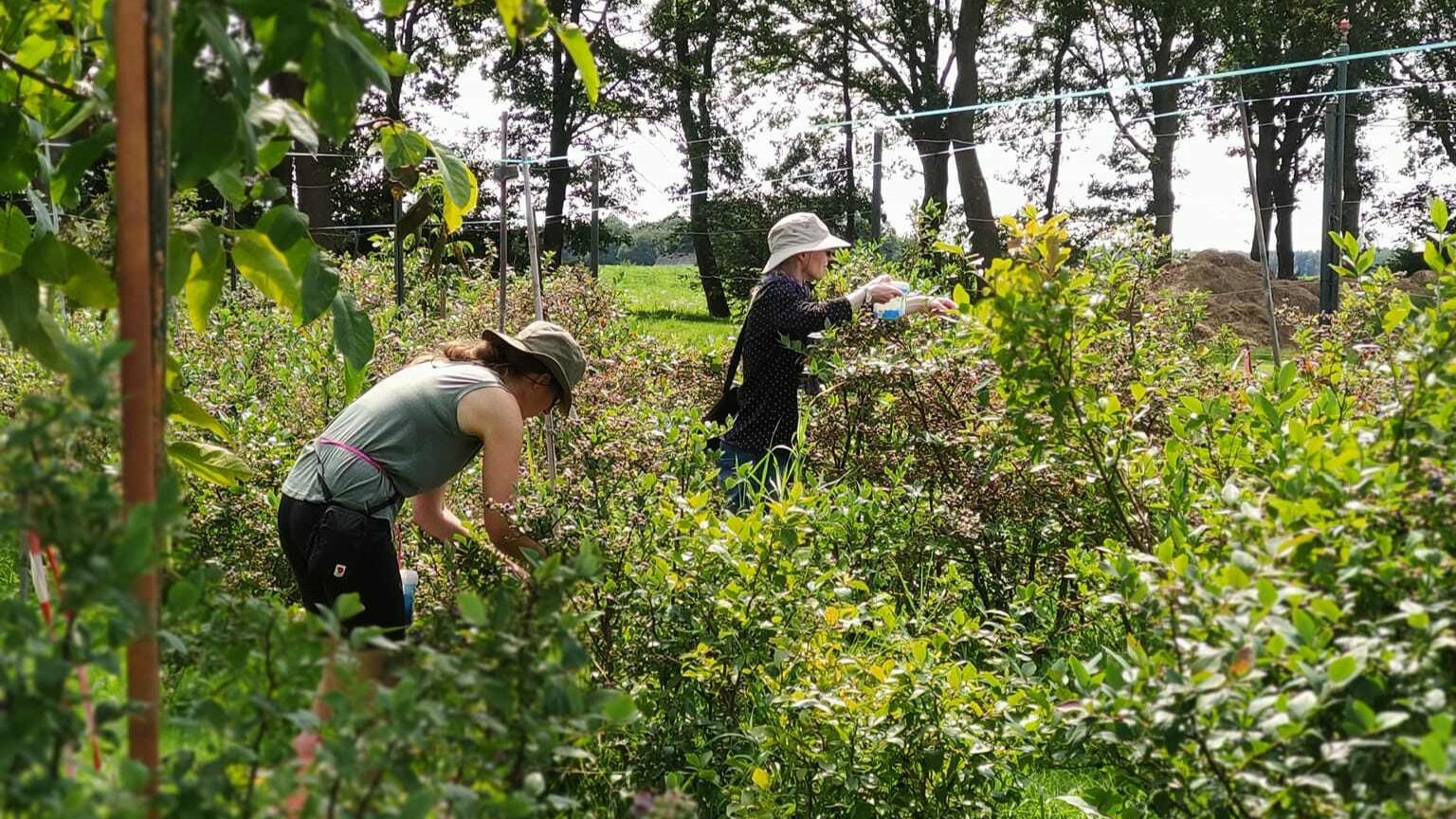 Pluk je eigen bessen bij Blauwe bessengaard op 't Leeuweriksveld