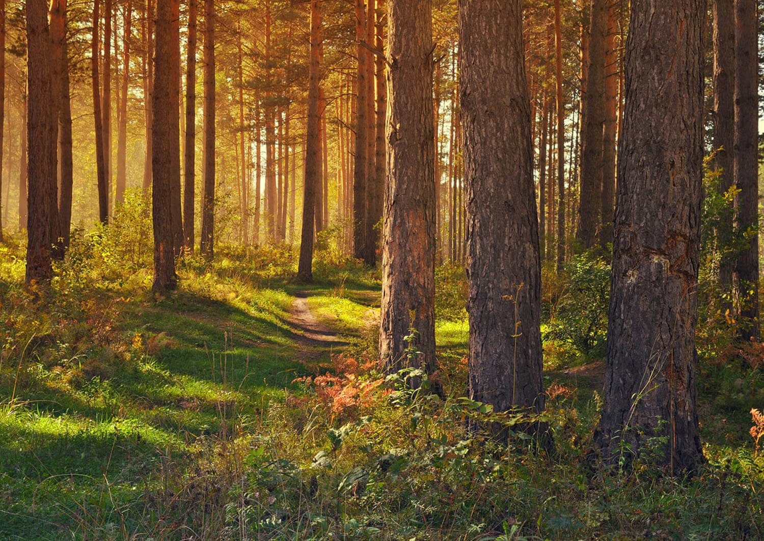 Bijzondere Natuurmonumenten