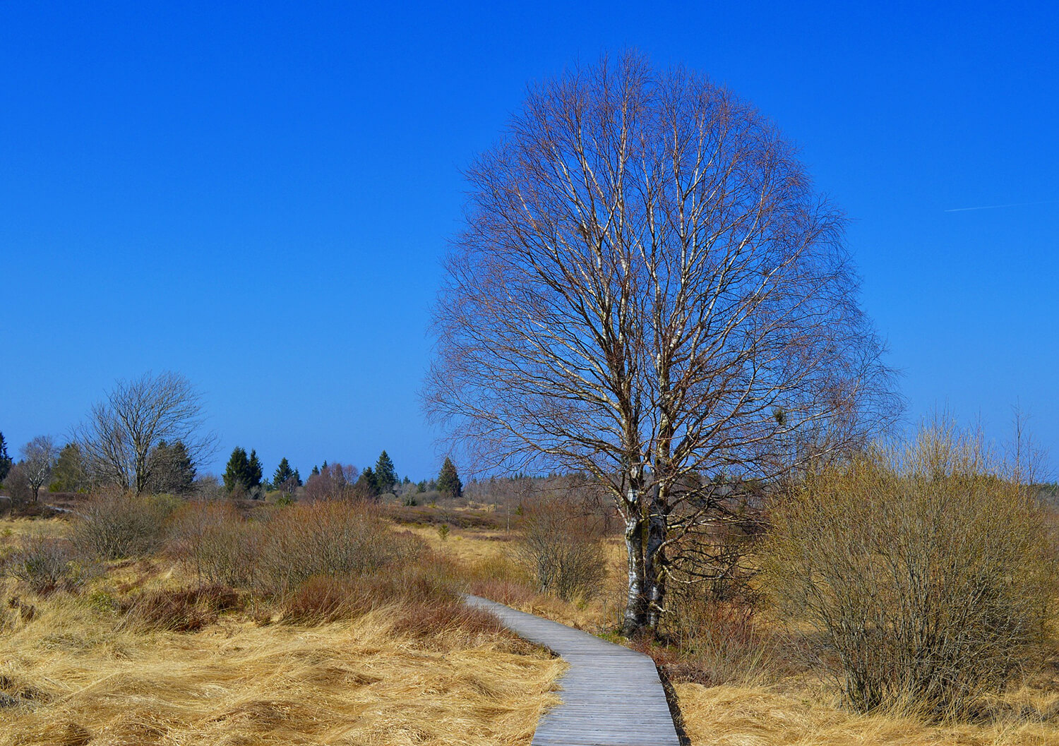De schrijfster en de schilder
