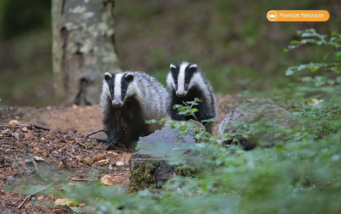 Klein wild in de Drents-Friese Wold
