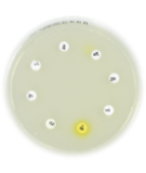 Amoxicillin 10µg (AML) img