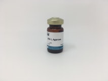 Agarose bound Ulex Europaeus Agglutinin I (UEA I) img