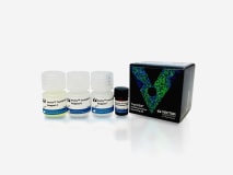 Vector® TrueVIEW™ Autofluorescence Quenching Kit img