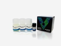 Vector® TrueVIEW™ Autofluorescence Quenching Kit with DAPI img