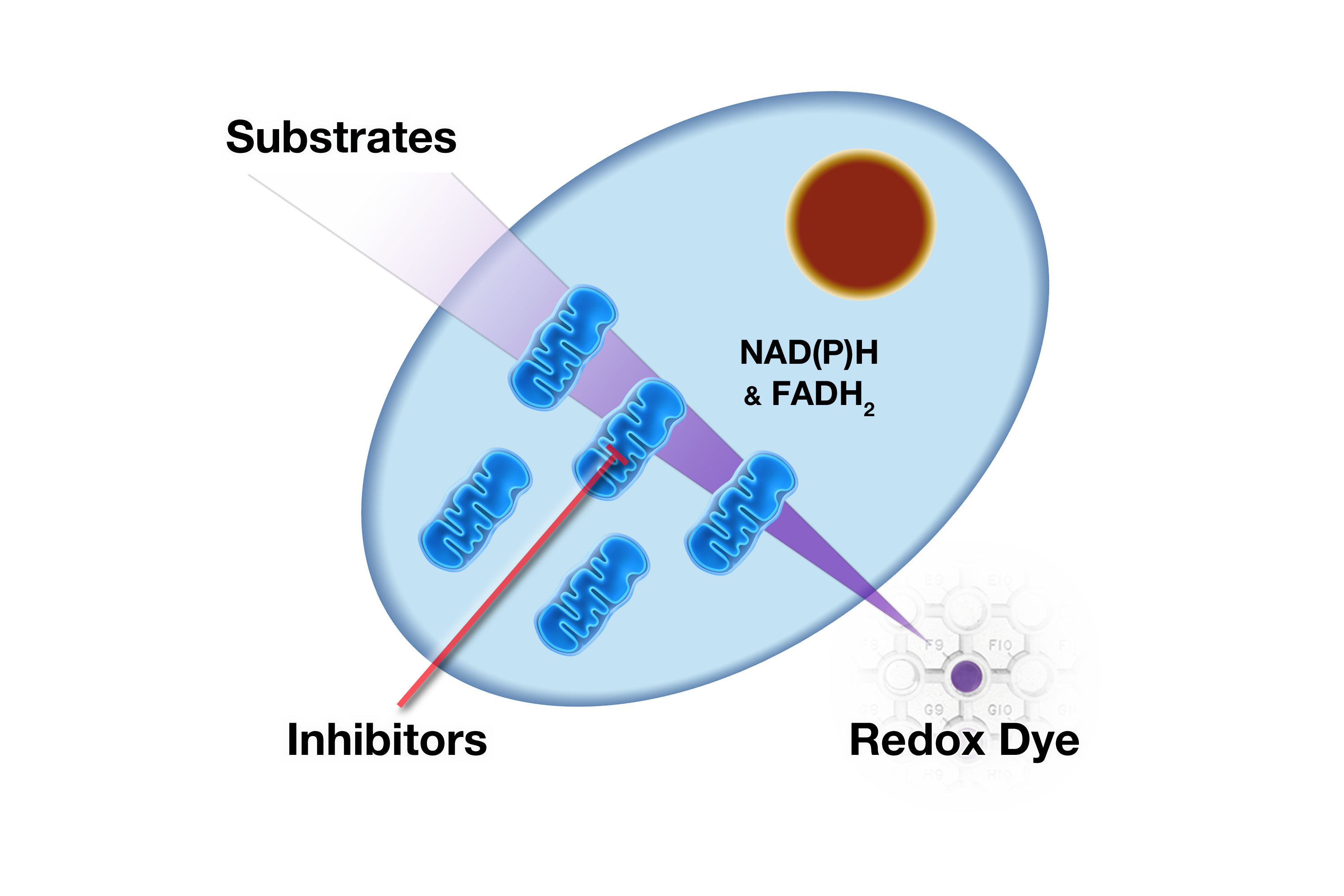 Mitoplate image