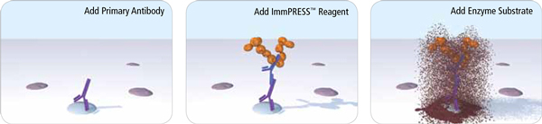 Immpress polymer