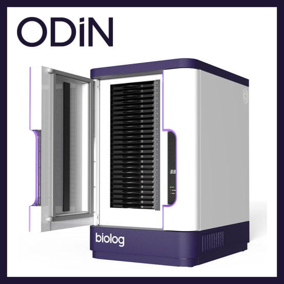 Odin L for ID  BLG.A-0022 img