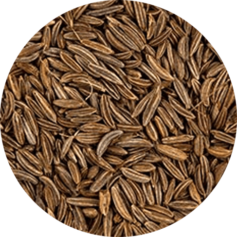 Cumin Des Prés