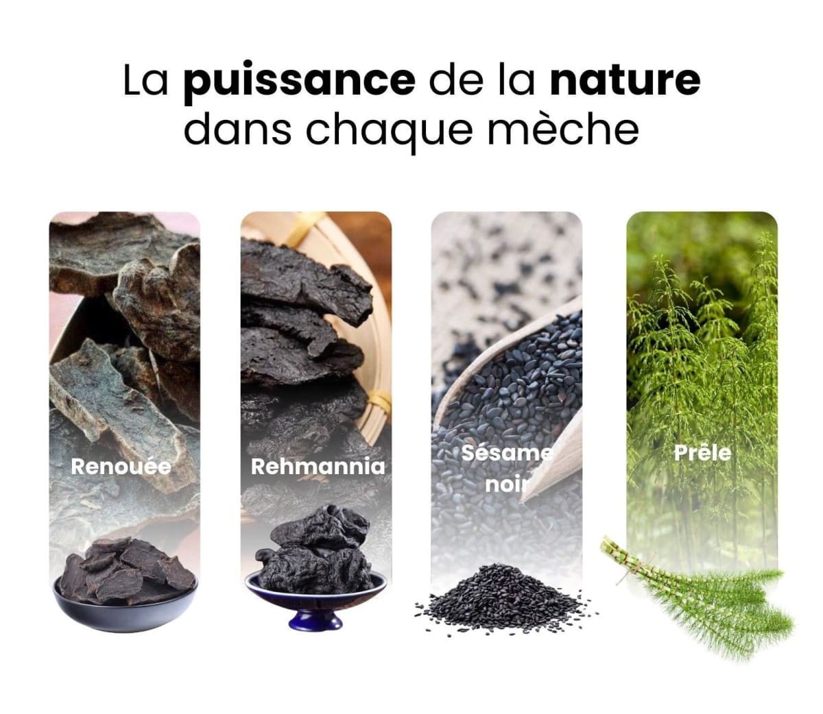 The four plants of the formula