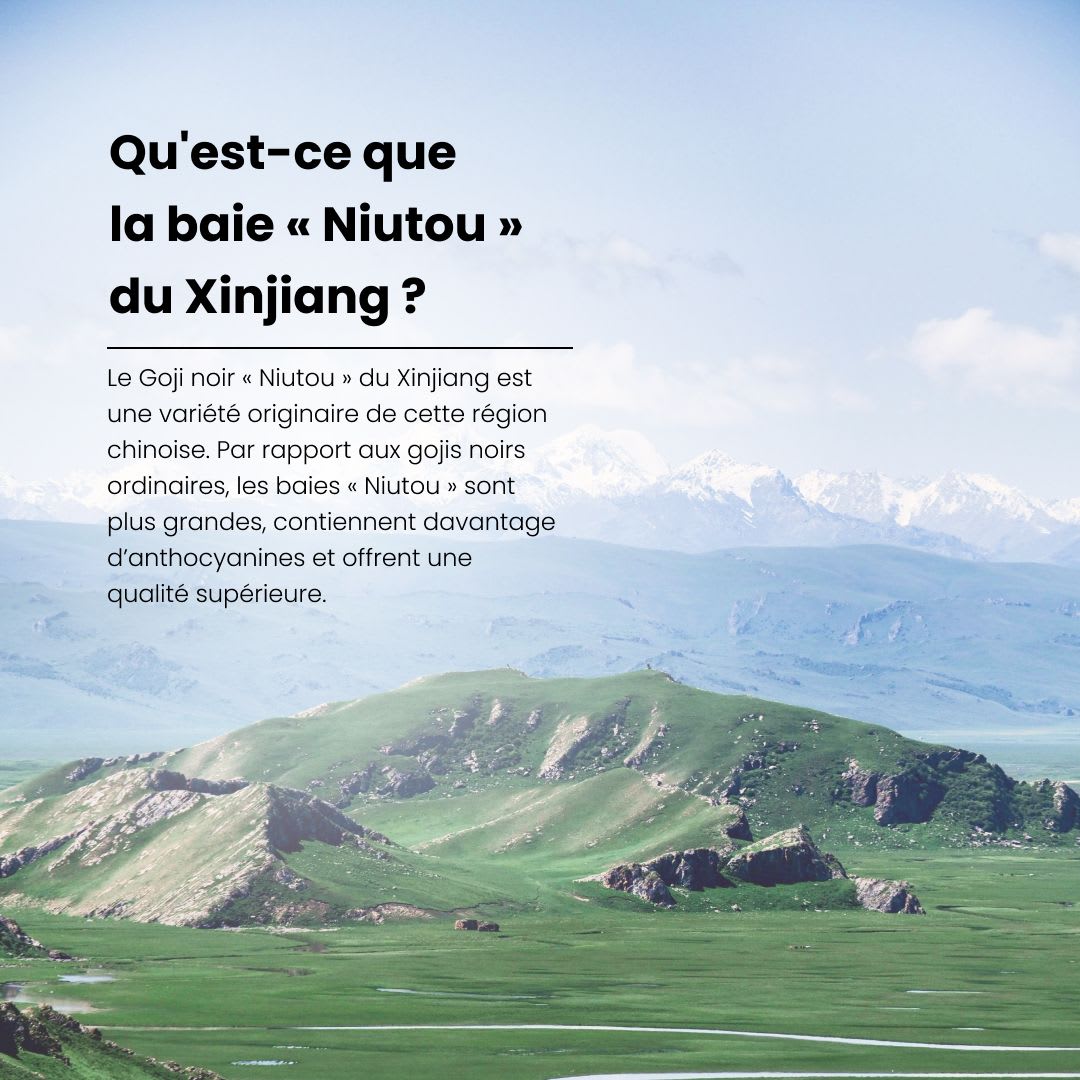 goji noir niutou xinjiang