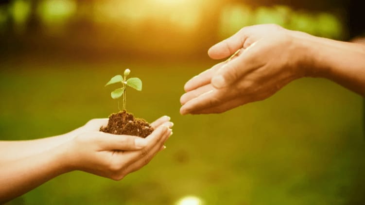 La sagesse des grands-mères chinoises : ces plantes transmises de génération en génération