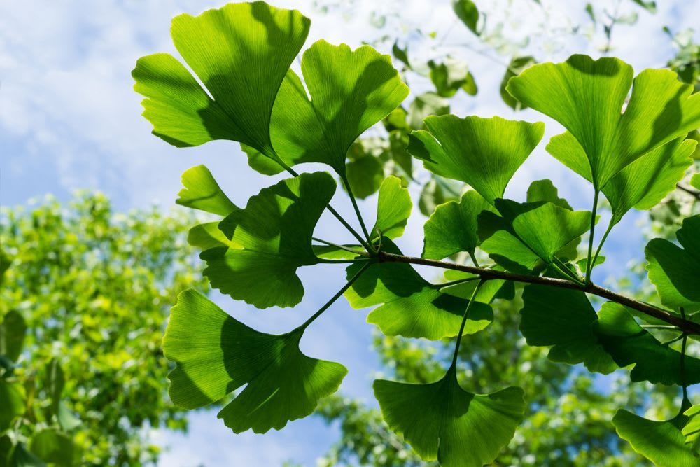Ginkgo biloba : propriétés, bienfaits et usage en médecine traditionnelle chinoise