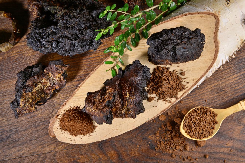 Le Chaga : découvrez les vertus de celui que l'on surnomme le “Don de Dieu”