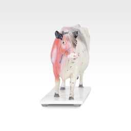 boeuf.jpg