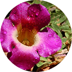 Harpagophytum