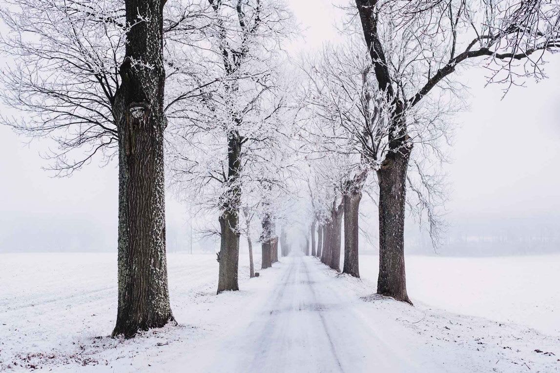 Une foret enneigée