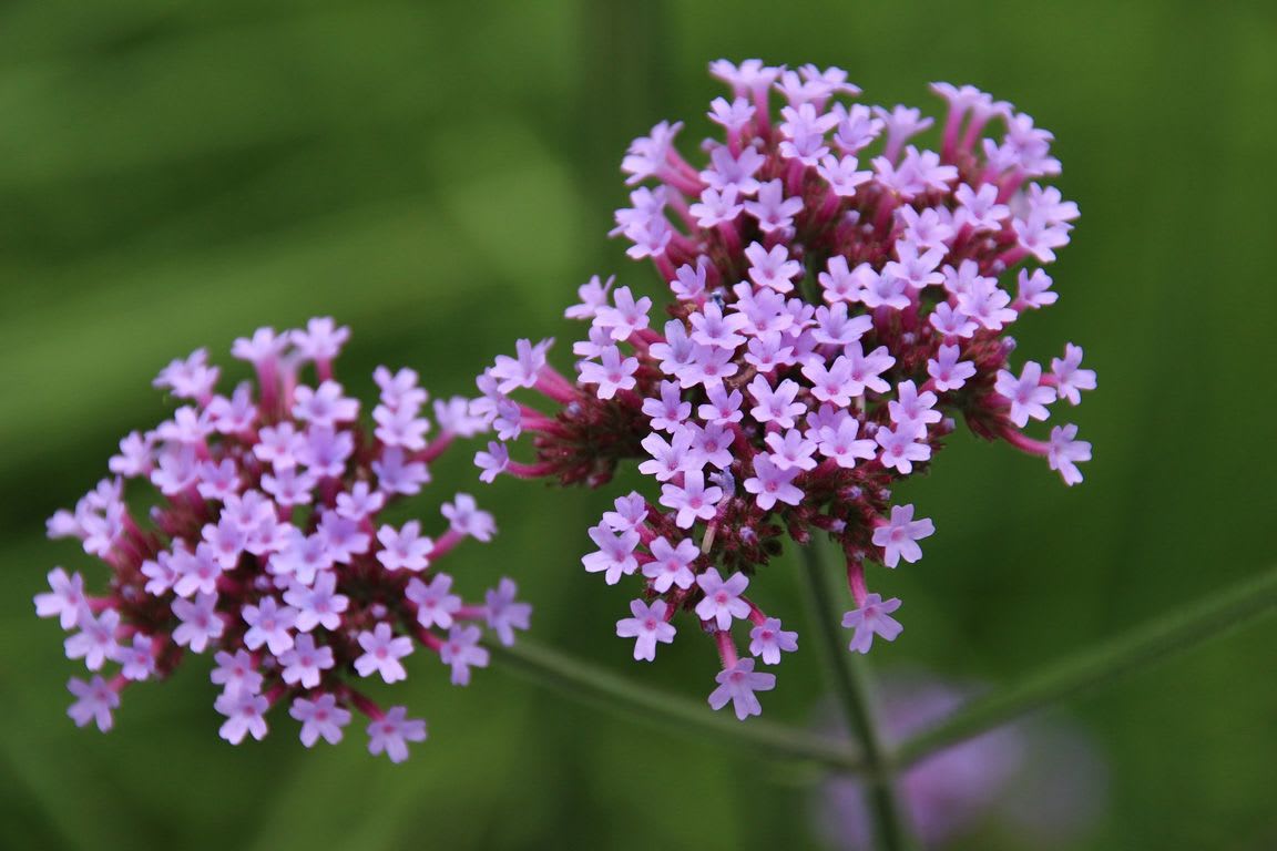 le thym herbe aromatique.jpg