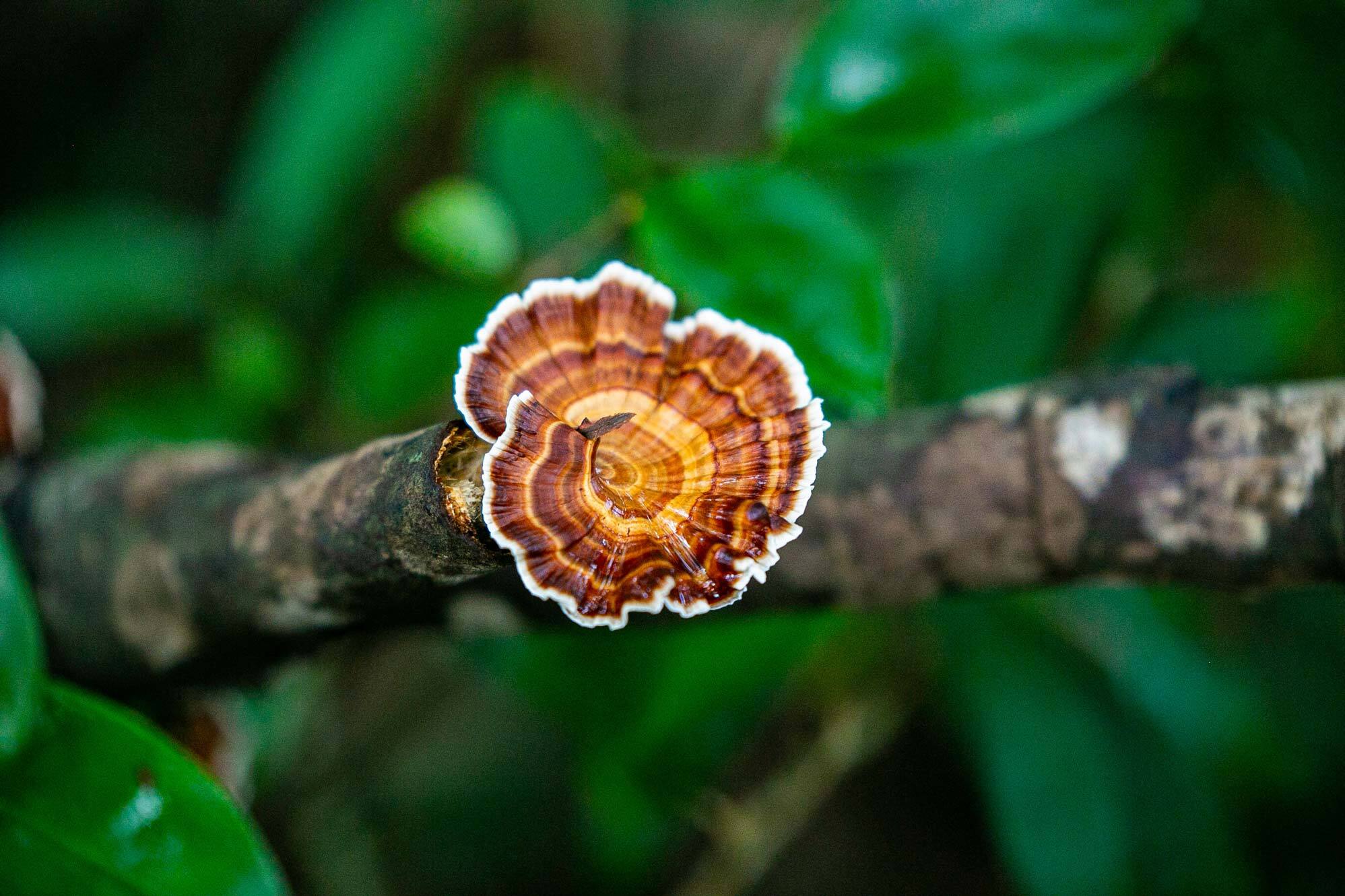 5 bienfaits de Ling zhi (Reishi), le "champignon de l'immortalité"